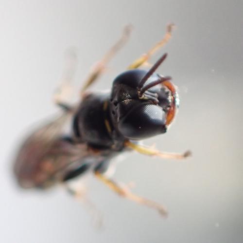 Réf. 319 787 : Crossocerus sp.